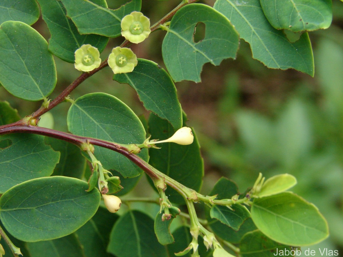 Phyllanthus retusus Dennst.